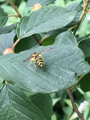 Xanthogramma flavipes