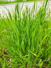 Agropyron cristatum