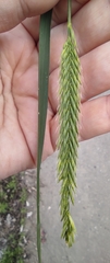 Agropyron cristatum