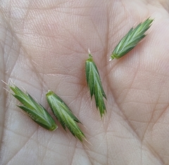 Agropyron cristatum