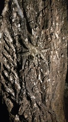 Poecilotheria