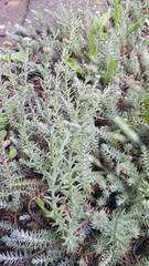 Petrosedum orientale