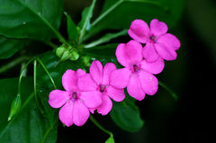 Impatiens walleriana