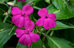 Impatiens walleriana