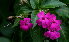 Impatiens walleriana