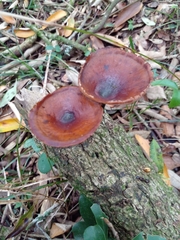 Fungi