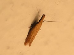 Pleurota punctella