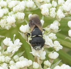 Hylaeus cornutus
