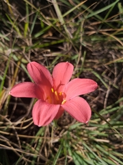 Cyrtanthus galpinii