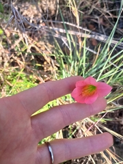 Cyrtanthus galpinii