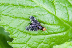 Platyparea discoidea