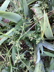 Galium aparine