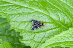 Platyparea discoidea