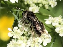 Andrena subopaca