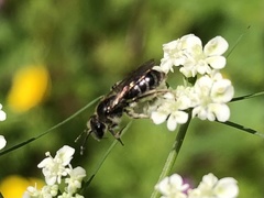 Andrena subopaca
