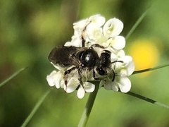 Andrena subopaca