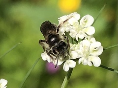 Andrena subopaca
