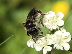 Andrena subopaca