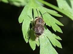 Andrena subopaca