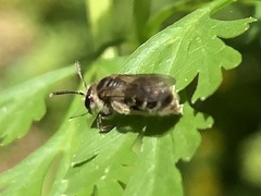 Andrena subopaca