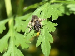 Andrena subopaca