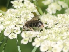 Andrena subopaca