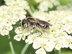 Andrena subopaca