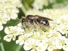 Andrena subopaca