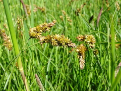 Carex disticha