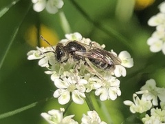 Andrena subopaca