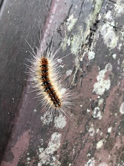 Paralebeda plagifera