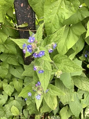 Pentaglottis sempervirens