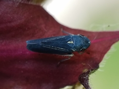 Graphocephala hieroglyphica