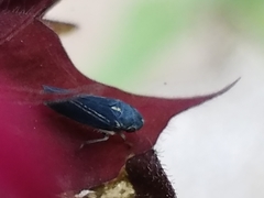 Graphocephala hieroglyphica