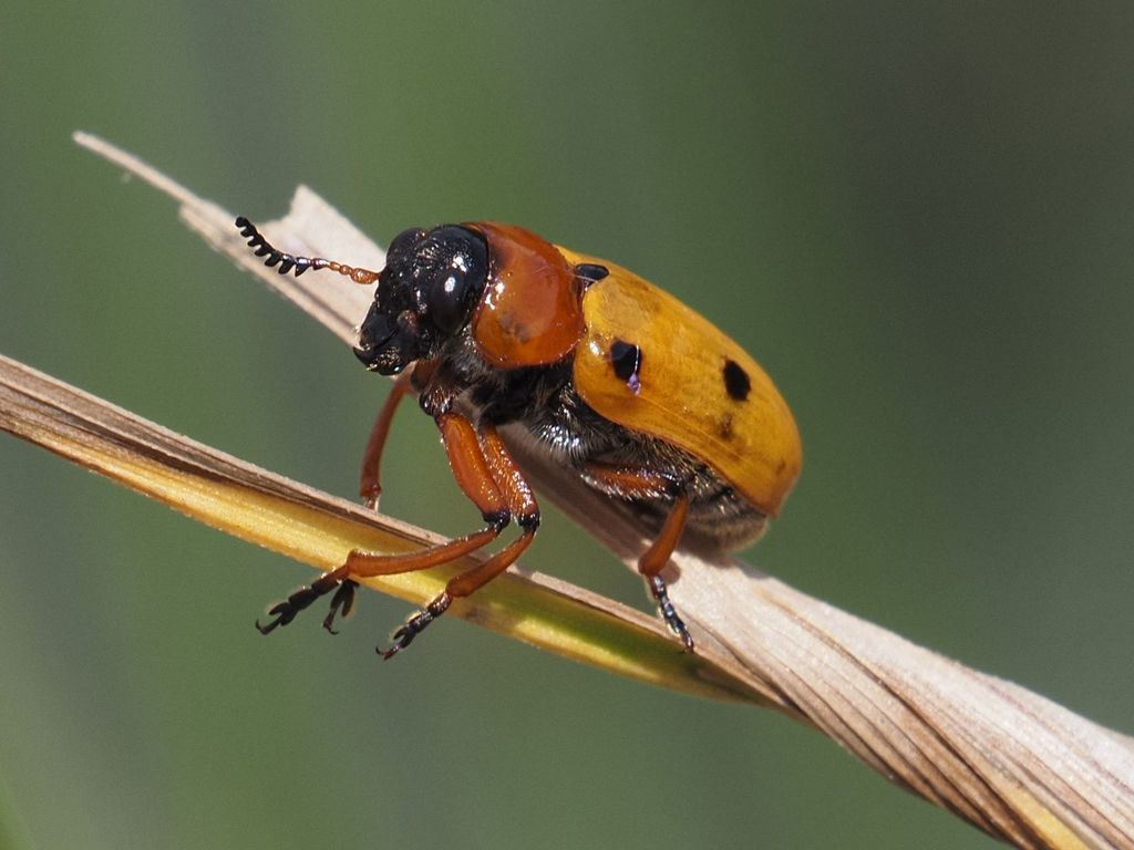 Tituboea macropus
