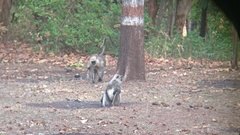 Semnopithecus entellus