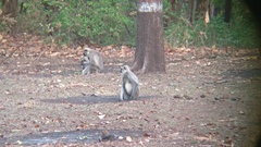 Semnopithecus entellus