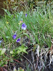 Pinguicula leptoceras