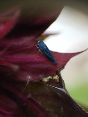 Graphocephala hieroglyphica