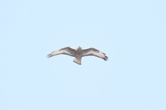 Buteo buteo