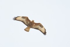 Buteo buteo