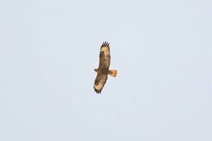 Buteo rufinus