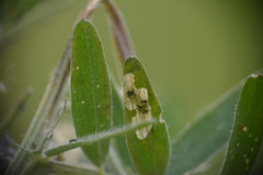 Agromyza vicifoliae