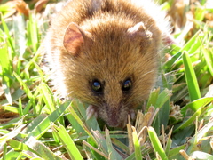 Dendromus mesomelas