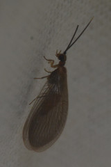Sisyridae