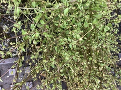 Stellaria media