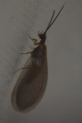 Sisyridae
