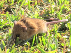 Dendromus mesomelas