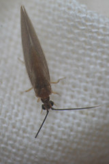 Sisyridae