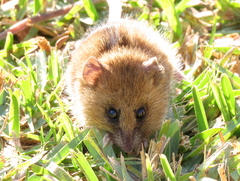 Dendromus mesomelas